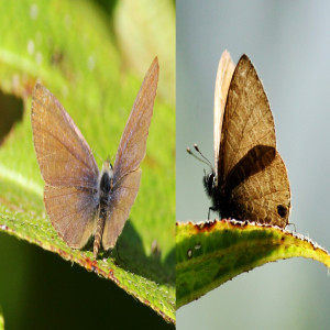 Brush-footed butterflies