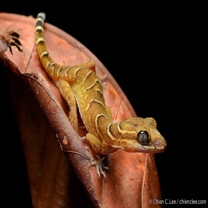 Common geckos