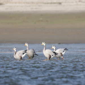 Ducks, Geese & Swans