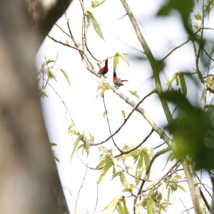 Flowerpeckers & Sunbirds
