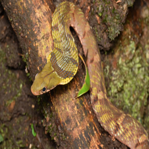Large-eyed bamboo snake
