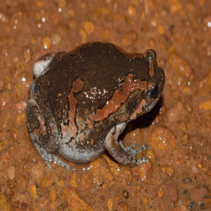 Narrow-mouthed frogs