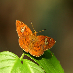 Skipper butterflies