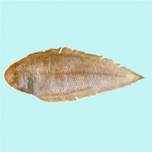 Sole fish