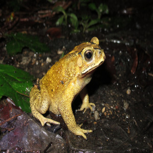 True toad