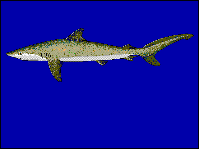 Carcharhinus falciformis