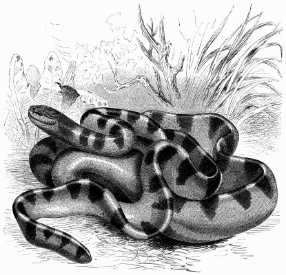 Hydrophis cantoris