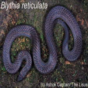Blythia reticulata