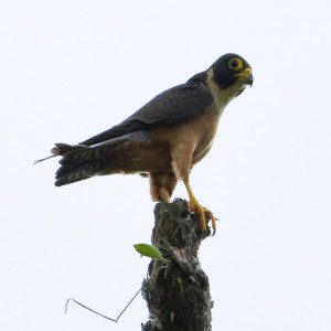 Falco severus