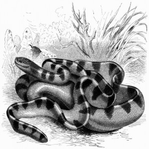 Hydrophis cantoris