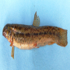 Lepidocephalichthys guntea