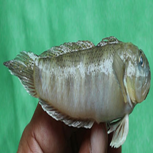 Oxyurichthys microlepis