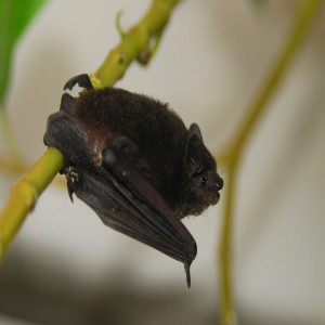 Pipistrellus coromandra
