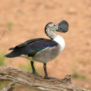 Sarkidiornis melanotos