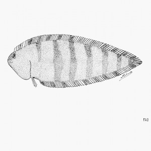 Symphurus septemstriatus