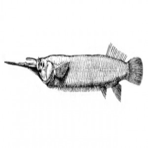 Zenarchopterus ectuntio